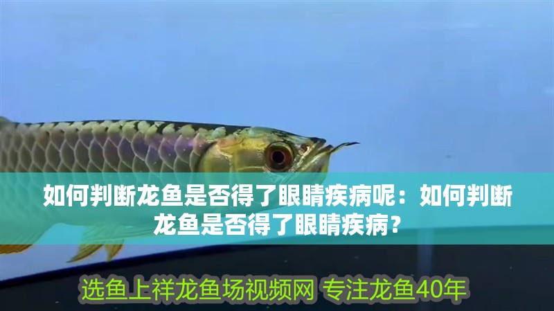 如何判斷龍魚是否得了眼睛疾病呢：如何判斷龍魚是否得了眼睛疾病？