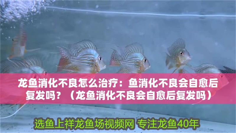 龍魚消化不良怎么治療：魚消化不良會自愈后復發嗎？（龍魚消化不良會自愈后復發嗎）