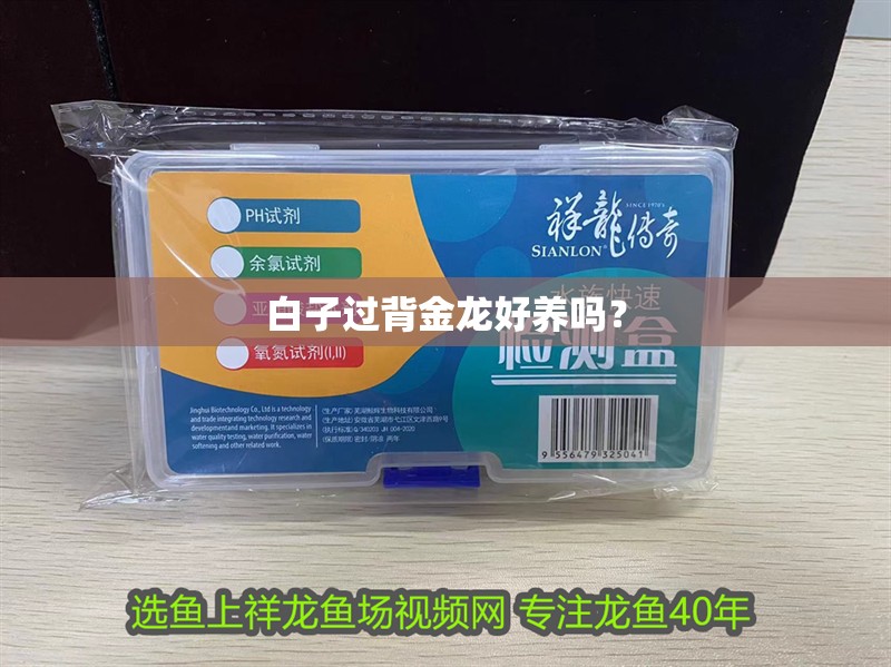 白子過背金龍好養嗎？