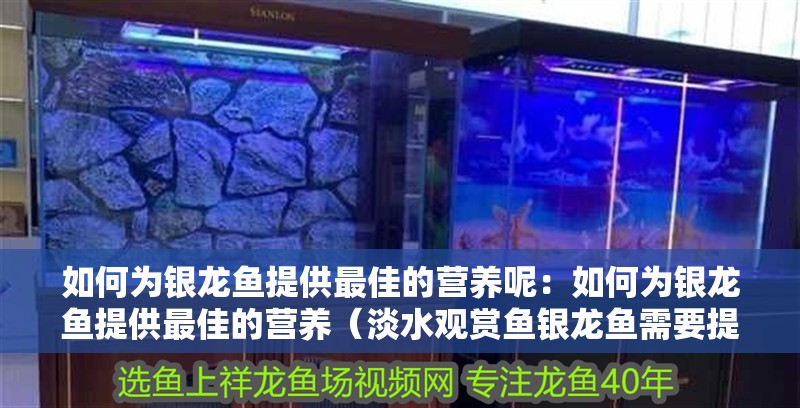如何為銀龍魚提供最佳的營養呢：如何為銀龍魚提供最佳的營養（淡水觀賞魚銀龍魚需要提供最佳營養的幾個關鍵方法）