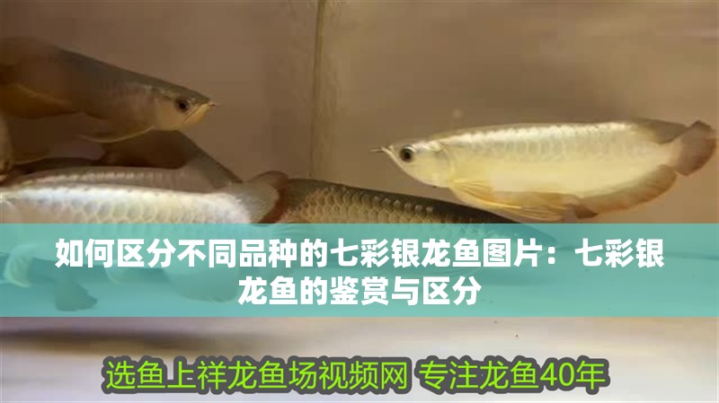 如何區分不同品種的七彩銀龍魚圖片：七彩銀龍魚的鑒賞與區分