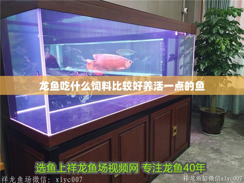 龍魚吃什么飼料比較好養(yǎng)活一點的魚