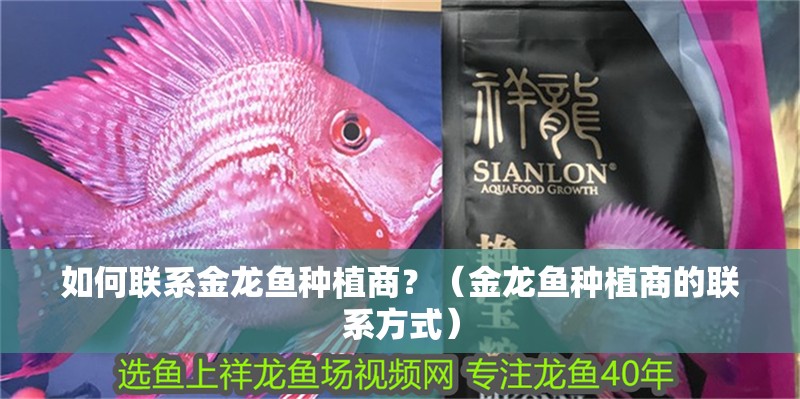 如何聯(lián)系金龍魚種植商？（金龍魚種植商的聯(lián)系方式） 如何聯(lián)系金龍魚種植商？（金龍魚種植商的聯(lián)系方式） 龍魚百科