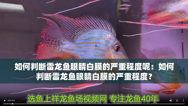 龍魚干蝦有營養嗎 如何判斷雷龍魚眼睛白膜的嚴重程度呢:如何判斷雷龍魚眼睛白膜的嚴重程度? 水族問答 如何判斷雷龍魚眼睛白膜的嚴重程度呢:如何判斷雷龍魚眼睛白膜的嚴重程度? 如何判斷雷龍魚眼睛白膜的嚴重程度呢:如何判斷雷龍魚眼睛白膜的嚴重程度? 水族問答