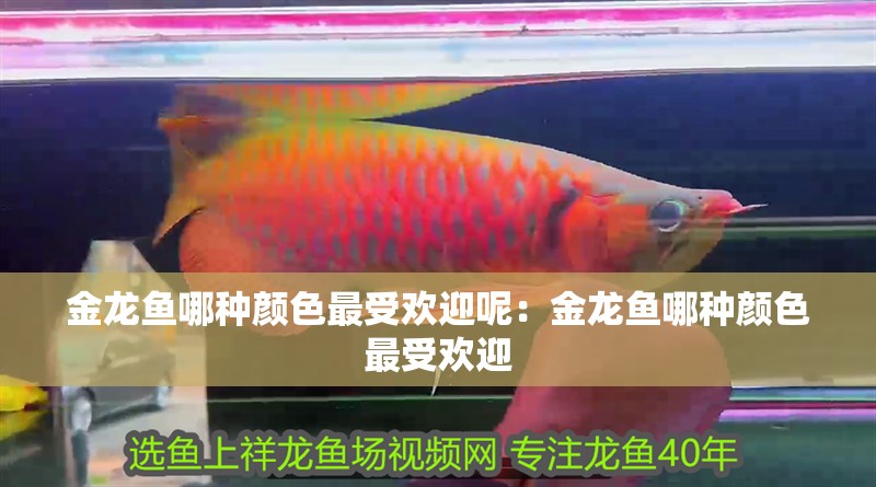 金龍魚哪種顏色最受歡迎呢：金龍魚哪種顏色最受歡迎
