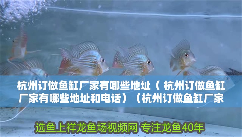 龍魚干蝦有營養嗎 杭州訂做魚缸廠家有哪些地址( 杭州訂做魚缸廠家有哪些地址和電話)(杭州訂做魚缸廠家) 觀賞魚百科 杭州訂做魚缸廠家有哪些地址( 杭州訂做魚缸廠家有哪些地址和電話)(杭州訂做魚缸廠家) 杭州訂做魚缸廠家有哪些地址( 杭州訂做魚缸廠家有哪些地址和電話)(杭州訂做魚缸廠家) 觀賞魚百科