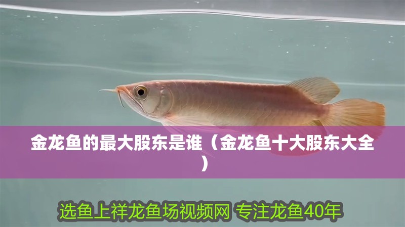 金龍魚的最大股東是誰（金龍魚十大股東大全）