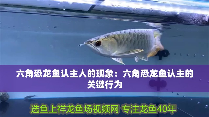 六角恐龍魚認主人的現象：六角恐龍魚認主的關鍵行為