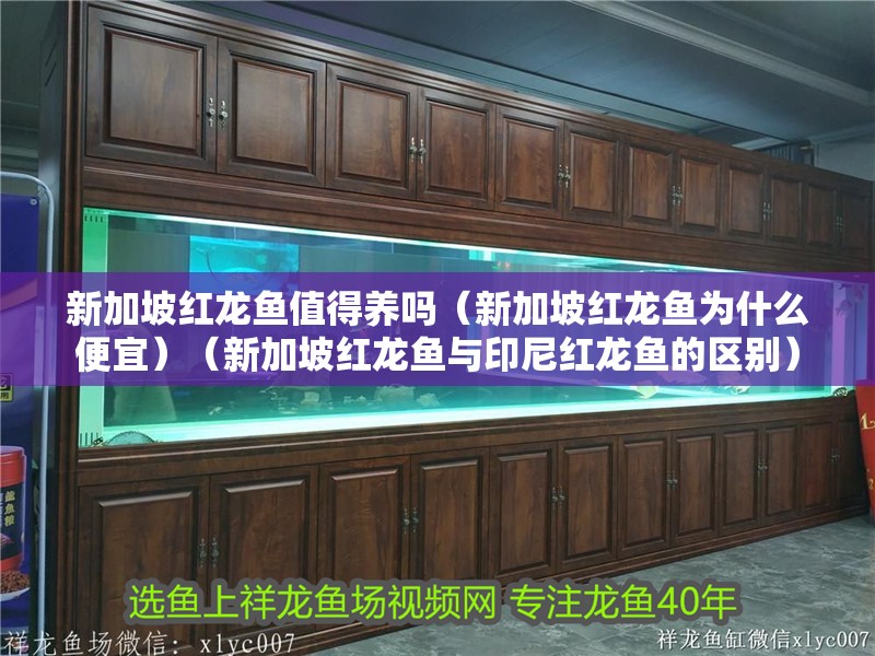 新加坡紅龍魚值得養嗎（新加坡紅龍魚為什么便宜）（新加坡紅龍魚與印尼紅龍魚的區別）