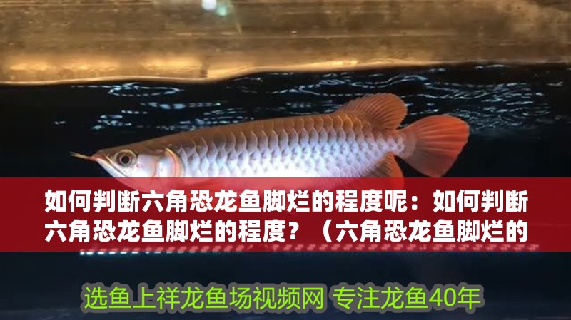 如何判斷六角恐龍魚腳爛的程度呢：如何判斷六角恐龍魚腳爛的程度？（六角恐龍魚腳爛的程度，如何判斷六角恐龍魚腳爛的程度）
