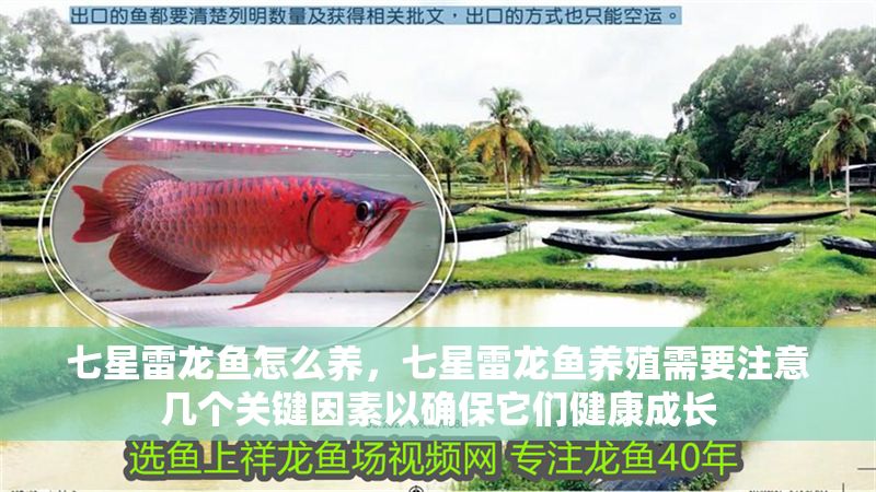 七星雷龍魚怎么養(yǎng)，七星雷龍魚養(yǎng)殖需要注意幾個關(guān)鍵因素以確保它們健康成長