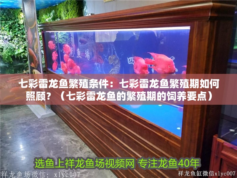 七彩雷龍魚繁殖條件：七彩雷龍魚繁殖期如何照顧？（七彩雷龍魚的繁殖期的飼養(yǎng)要點(diǎn)）