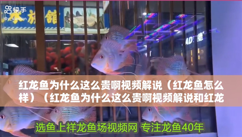 紅龍魚為什么這么貴啊視頻解說（紅龍魚怎么樣）（紅龍魚為什么這么貴啊視頻解說和紅龍魚怎么樣介紹到此就結(jié)束了）