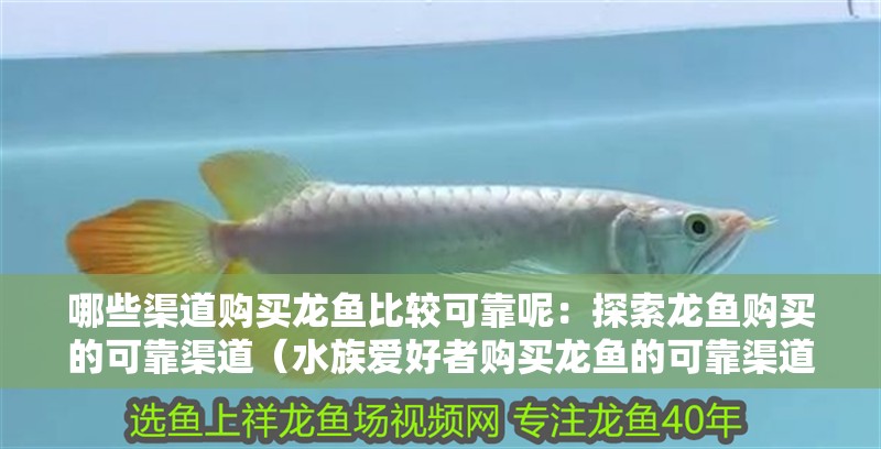 哪些渠道購買龍魚比較可靠呢：探索龍魚購買的可靠渠道（水族愛好者購買龍魚的可靠渠道對于新手來說可能是一項挑戰）