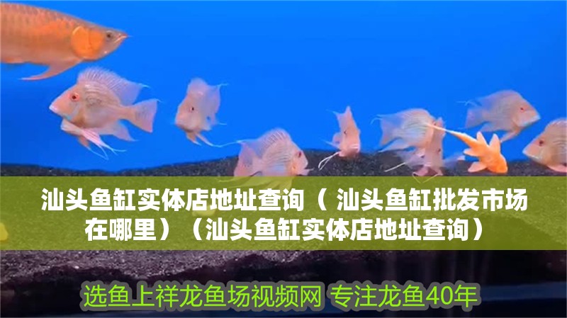 汕頭魚缸實體店地址查詢（ 汕頭魚缸批發市場在哪里）（汕頭魚缸實體店地址查詢） 汕頭魚缸實體店地址查詢（ 汕頭魚缸批發市場在哪里）（汕頭魚缸實體店地址查詢） 觀賞魚百科