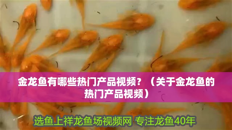 金龍魚有哪些熱門產(chǎn)品視頻？（關(guān)于金龍魚的熱門產(chǎn)品視頻）