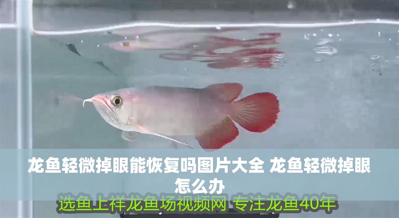龍魚輕微掉眼能恢復嗎圖片大全 龍魚輕微掉眼怎么辦