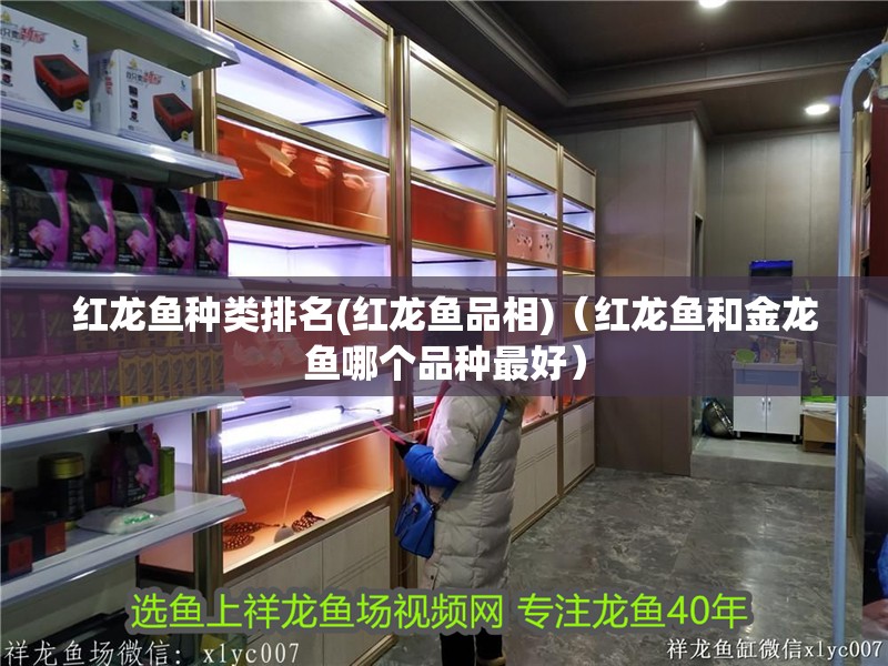 龍魚怕什么 紅龍魚種類排名(紅龍魚品相)(紅龍魚和金龍魚哪個品種最好) 觀賞魚百科 紅龍魚種類排名(紅龍魚品相)(紅龍魚和金龍魚哪個品種最好) 紅龍魚種類排名(紅龍魚品相)(紅龍魚和金龍魚哪個品種最好) 觀賞魚百科