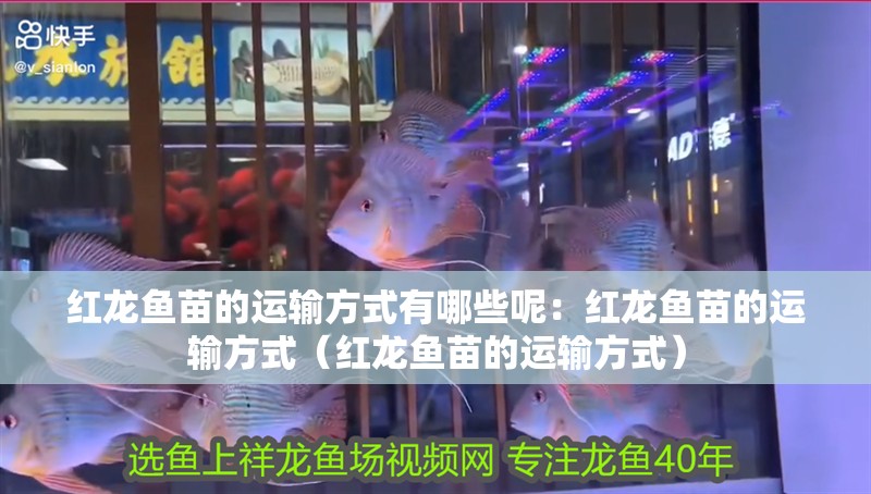 紅龍魚苗的運輸方式有哪些呢：紅龍魚苗的運輸方式（紅龍魚苗的運輸方式）