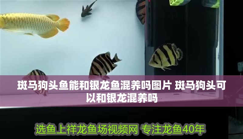 斑馬狗頭魚能和銀龍魚混養嗎圖片 斑馬狗頭可以和銀龍混養嗎