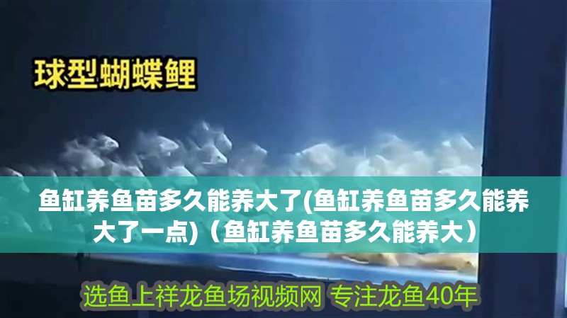 魚缸養(yǎng)魚苗多久能養(yǎng)大了(魚缸養(yǎng)魚苗多久能養(yǎng)大了一點)（魚缸養(yǎng)魚苗多久能養(yǎng)大）