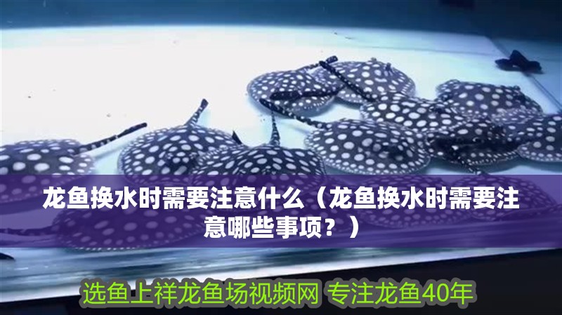 龍魚換水時需要注意什么（龍魚換水時需要注意哪些事項？）
