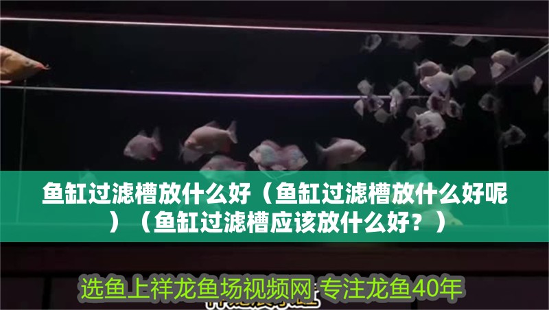 魚缸過(guò)濾槽放什么好（魚缸過(guò)濾槽放什么好呢）（魚缸過(guò)濾槽應(yīng)該放什么好？）