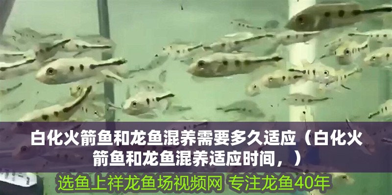 白化火箭魚和龍魚混養需要多久適應（白化火箭魚和龍魚混養適應時間，）