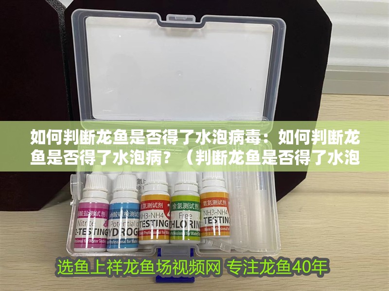 龍魚和神仙魚混養有哪些成功案例