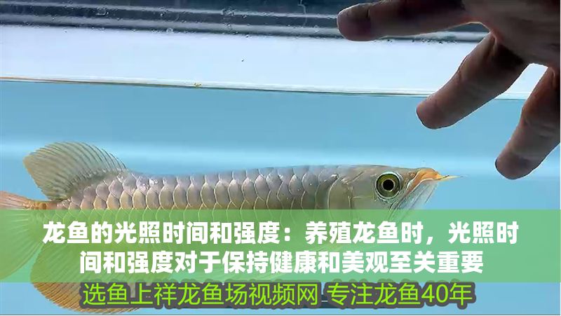 龍魚(yú)的光照時(shí)間和強(qiáng)度：養(yǎng)殖龍魚(yú)時(shí)，光照時(shí)間和強(qiáng)度對(duì)于保持健康和美觀至關(guān)重要