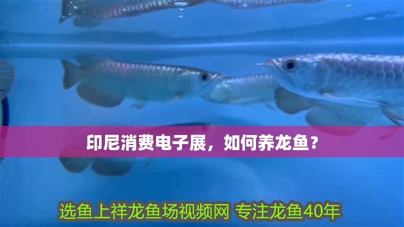 印尼消費電子展，如何養龍魚？