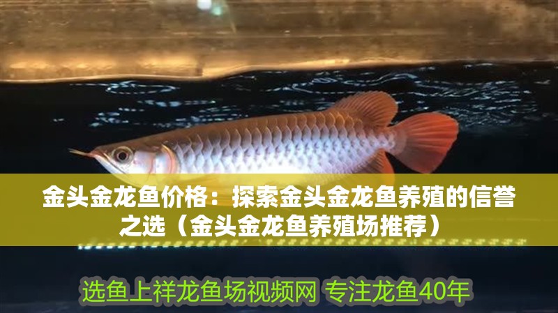 金頭金龍魚價格：探索金頭金龍魚養殖的信譽之選（金頭金龍魚養殖場推薦）