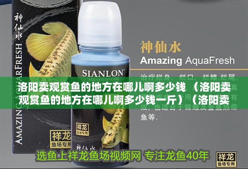 洛陽賣觀賞魚的地方在哪兒啊多少錢 （洛陽賣觀賞魚的地方在哪兒啊多少錢一斤）（洛陽賣觀賞魚的地方在洛陽賣觀賞魚的地方在哪兒一斤多少錢）
