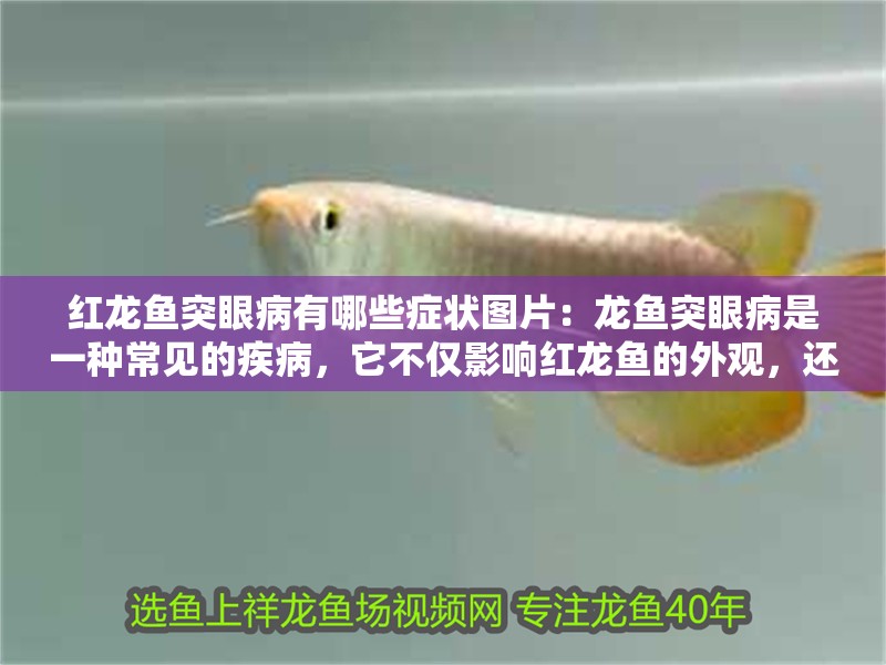 紅龍魚突眼病有哪些癥狀圖片：龍魚突眼病是一種常見的疾病，它不僅影響紅龍魚的外觀，還可能對它們的健康造成嚴重威脅。以下是關于紅龍魚突眼病癥狀的詳細描述（關于紅龍魚突眼病的一些觀察）