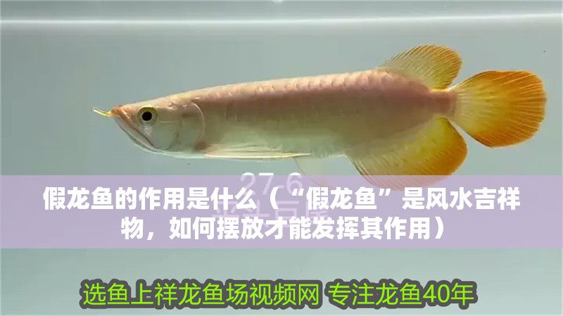 我的虎魚真菌感染了要怎么處理 假龍魚的作用是什么(“假龍魚”是風水吉祥物,如何擺放才能發揮其作用) 龍魚百科 假龍魚的作用是什么(“假龍魚”是風水吉祥物,如何擺放才能發揮其作用) 假龍魚的作用是什么(“假龍魚”是風水吉祥物,如何擺放才能發揮其作用) 龍魚百科