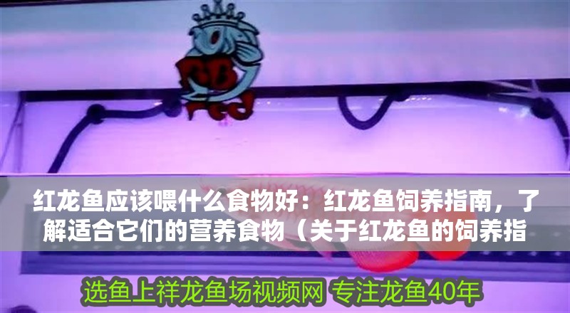 紅龍魚應(yīng)該喂什么食物好：紅龍魚飼養(yǎng)指南，了解適合它們的營(yíng)養(yǎng)食物（關(guān)于紅龍魚的飼養(yǎng)指南）