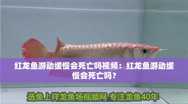紅龍魚游動緩慢會死亡嗎視頻：紅龍魚游動緩慢會死亡嗎？