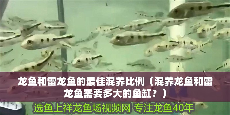 龍魚和雷龍魚的最佳混養(yǎng)比例（混養(yǎng)龍魚和雷龍魚需要多大的魚缸？）