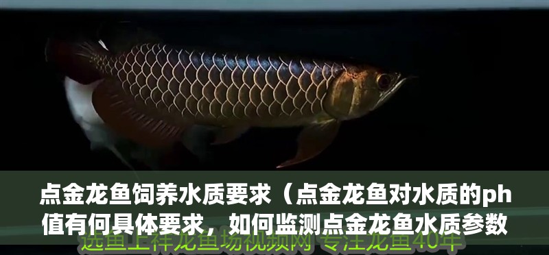鸚鵡魚和銀龍魚混養(yǎng)怎樣喂食 點金龍魚飼養(yǎng)水質(zhì)要求(點金龍魚對水質(zhì)的ph值有何具體要求,如何監(jiān)測點金龍魚水質(zhì)參數(shù)) 觀賞魚百科 點金龍魚飼養(yǎng)水質(zhì)要求(點金龍魚對水質(zhì)的ph值有何具體要求,如何監(jiān)測點金龍魚水質(zhì)參數(shù)) 點金龍魚飼養(yǎng)水質(zhì)要求(點金龍魚對水質(zhì)的ph值有何具體要求,如何監(jiān)測點金龍魚水質(zhì)參數(shù)) 觀賞魚百科