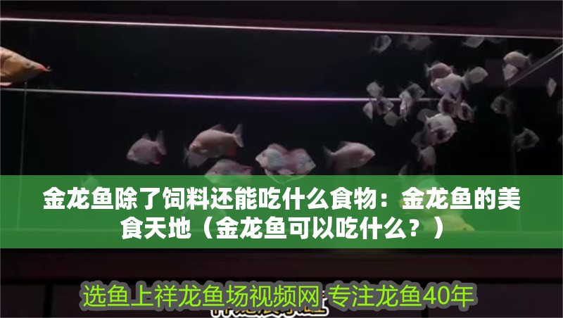 金龍魚除了飼料還能吃什么食物：金龍魚的美食天地（金龍魚可以吃什么？）
