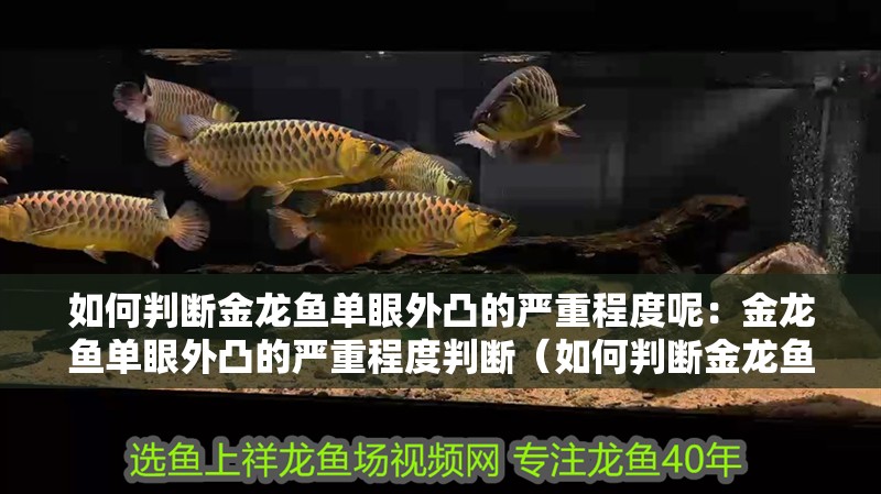 如何判斷金龍魚單眼外凸的嚴(yán)重程度呢：金龍魚單眼外凸的嚴(yán)重程度判斷（如何判斷金龍魚單眼外凸嚴(yán)重程度）