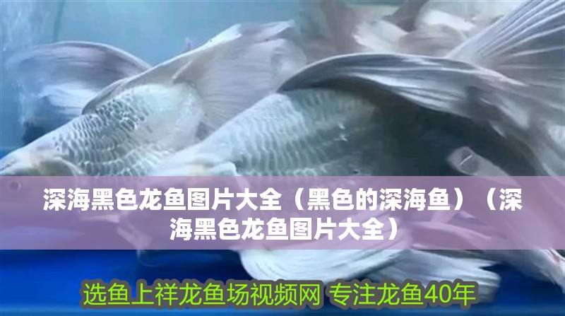 深海黑色龍魚圖片大全（黑色的深海魚）（深海黑色龍魚圖片大全） 深海黑色龍魚圖片大全（黑色的深海魚）（深海黑色龍魚圖片大全） 觀賞魚百科