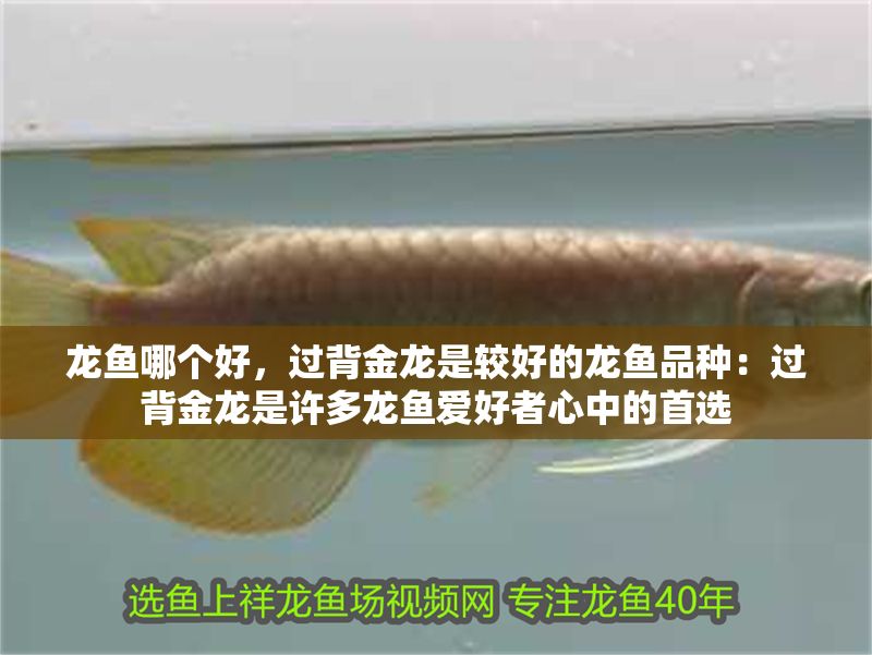 龍魚哪個好，過背金龍是較好的龍魚品種：過背金龍是許多龍魚愛好者心中的首選