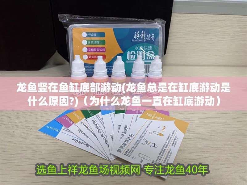 龍魚豎在魚缸底部游動(龍魚總是在缸底游動是什么原因?)（為什么龍魚一直在缸底游動） 龍魚豎在魚缸底部游動(龍魚總是在缸底游動是什么原因?)（為什么龍魚一直在缸底游動） 觀賞魚百科