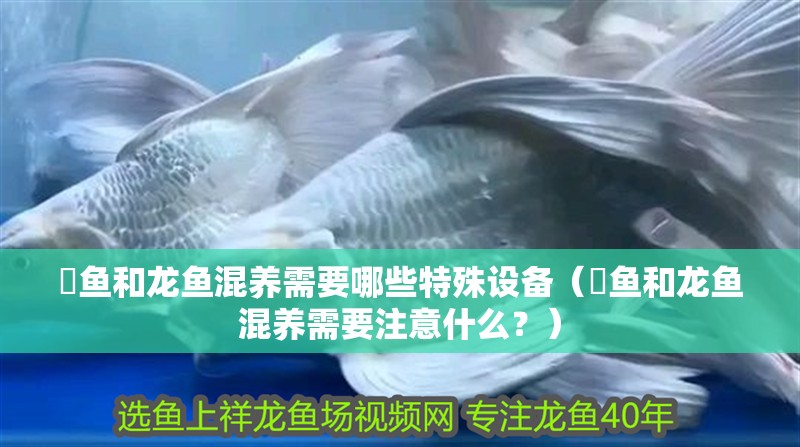 魟魚和龍魚混養需要哪些特殊設備（魟魚和龍魚混養需要注意什么？）
