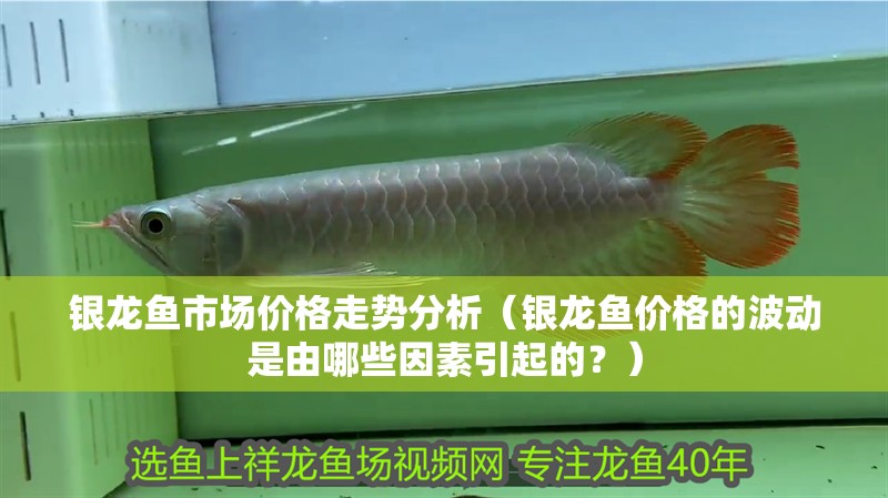 銀龍魚市場價格走勢分析（銀龍魚價格的波動是由哪些因素引起的？）