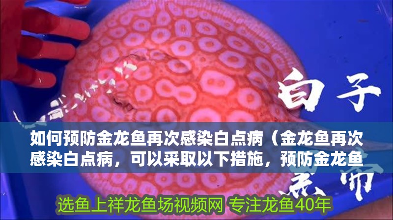 如何預防金龍魚再次感染白點病（金龍魚再次感染白點病，可以采取以下措施，預防金龍魚再次感染白點病）