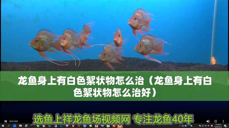 龍魚身上有白色絮狀物怎么治（龍魚身上有白色絮狀物怎么治好）