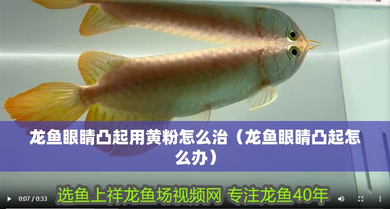 龍魚眼睛凸起用黃粉怎么治（龍魚眼睛凸起怎么辦）