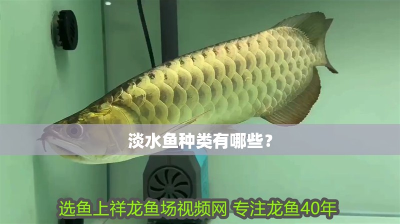 淡水魚種類有哪些？